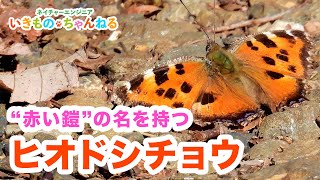 ヒオドシチョウ（緋縅蝶）｜赤い鎧の名を持つチョウ