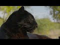 Meet The Leopards!   The Lion Whisperer