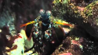 ReefHQ Townsville - Curious Mantis Shrimp