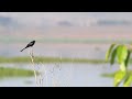 ♪鳥くんの「i love bird」タイの野鳥動画～オウチュウ