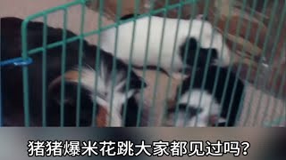 荷兰猪爆米花跳