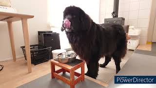 【超大型犬】ニューファンドランドのご飯 Newfoundland