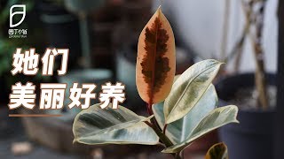 【园丁小饭】这些植物可都是家里的颜值担当