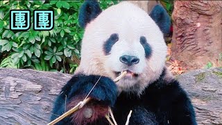 團團盡責表演吃播，就算閉上眼睛，也要繼續吃|熊貓貓熊The Giant Panda Yuan Yuan and Yuan Bao|台北市立動物園