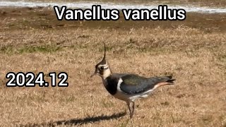 Northern lapwing | Land birds in the park | December 2024