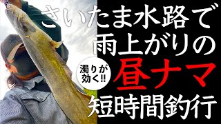 2021.06.27 さいたま水路雨上がりの昼ナマズ短時間釣行!!