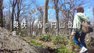 【札幌】爽快！春の円山登山【北海道】癒やしの桜とエゾエンゴサク