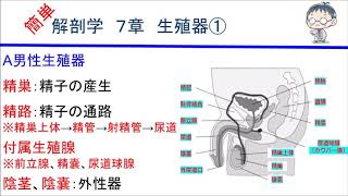 簡単解剖学　７章　生殖器①（男性生殖器）