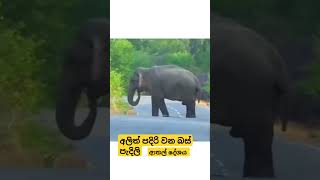 අලිත් පදිරි වන පැදිලි #srilanka #wildlife #india #elephant #animals