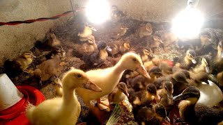 बतख के चूजे कब खरीदने पर ज्यादा Profit होता है! Beautiful baby ducks video | White pekin ducklings