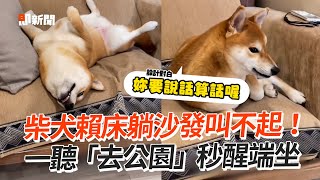 柴犬賴床躺沙發叫不起！　一聽「去公園」秒醒端坐│寵物│狗狗│柴犬｜しばいぬ│Pet│Shiba