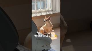 일광욕하는 강아지 🐶