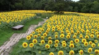 長居植物園 1万株のヒマワリ満開