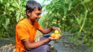 মালচিং পদ্ধতিতে টমেটো লাগিয়ে খুশি আমাদের কৃষক রাকিব ভাই | মালচিং পদ্ধতিতে টমেটোর চারা রোপন