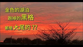 金湖蚵棚，跑掉的黑格都是大尾的!  Fishing On The Floating Platform Of Oyster Farms In Golden Lake, Kouhu, TAIWAN