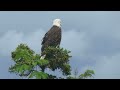 bald eagle 白头鹰