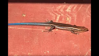 🦎 American Blue Tailed SKINK 😄 Plestiodon Fasciatus