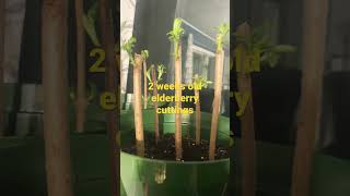 Elderberry Cuttings Update #march31challenge #ElderberryCuttings #elderberries