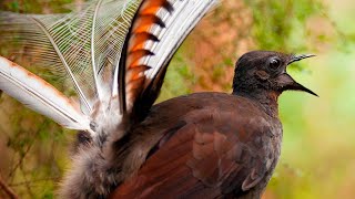 Male lyrebirds use mimicry in mating dance