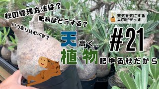 【塊根植物/多肉植物】#21 - 天高く、植物肥ゆる秋だから【パキポディウム】