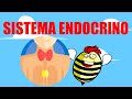 🧠SISTEMA ENDOCRINO | Anatomía