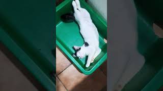 He was very sleepy! அவர் மிகவும் தூக்கத்தில் இருந்தார்! 😀😺🧡 #cat #cute #funny