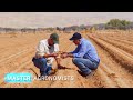 technology drives agricultural success in the desert netafim