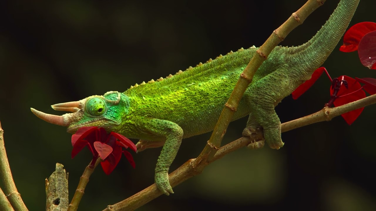 Hawaii 8k Hdr 60fps Youtube