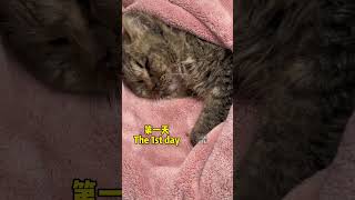 你们要的后续：猫猫取名叫纳福：根据它的情况分析，应该是坠楼导致的，中途不知道发生了什么，被人在垃圾桶发现它，满眼的委屈，医生几天的努力终于把它从喵星拉了回来…