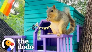 Squirrel Would Play In Couple's Backyard So They Build Her A Treehouse! | The Dodo Soulmates