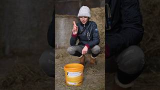 Wie lange braucht ihr pro Pferd im Stall?🐴😊