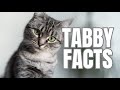 5 Amazing Facts You Didn’t Know About Tabby Cats!