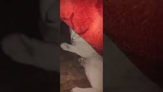 Sleeping Cat video, cute milo sleeping video #shorts #catvideos #funnycatvideos #shortsvideo