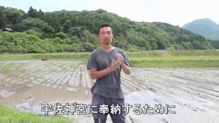 自然栽培米ササニシキ - 【世界農業遺産】大分県国東半島の魅力