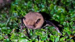 Daubenton's Bat | Myotis daubentonii | A Close-Up