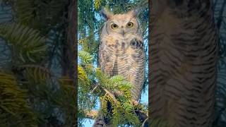 🔥 美洲大角猫头鹰，晚7:30PM躲在居民区松树上 Great Horned Owl  #Calgary  #wildanimals #加拿大移民生活  #shorts