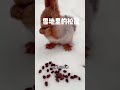 雪地松鼠 松鼠家族的顏值擔當 動物 可愛 松鼠