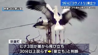 コウノトリの３羽のヒナが元気に巣立つ　町の担当者「遠くから温かく見守って」　広島・世羅町 (