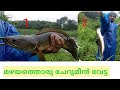 snakehead fishing kerala/fishing feel