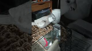 オカメインコ♂WFSF🐦ひまわりの種