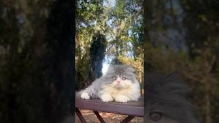 Cute kitty 🥰 | Persian Cats for life | Persian Cat | Cats for life | Doll face kittens | Cats lover