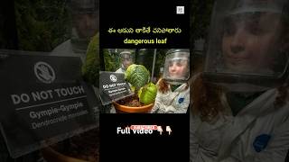 ఈ ఆకుని తాకితే చనిపోతారట most dangerous leaf in the world | telugu facts | unkown facts | history