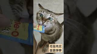 難得給他吃肉泥，吃得面露猙獰 #日常 #寵物 #貓咪 #pet #cat #貓兒子 #肉泥