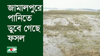 জামালপুরে পাহাড়ী ঢলে যমুনার নদীর পানিতে ডুবে গেছে ফসল