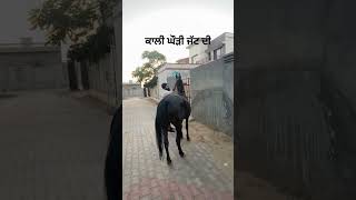 ਆਪਣੇ ਚੈਨਲ ਦੀ 1 video  ਰਹਿਮਤ ਘੋੜੀ