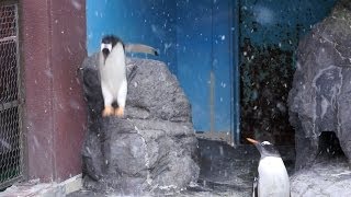 ジェンツーペンギンの素晴らしい着地-Gentoo penguin-