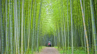 [4K] 知られざる絶景 新緑の竹林 若山農場 - Amazingly beautiful bamboo forest at Wakayama farm - (shot on BMPCC6K)