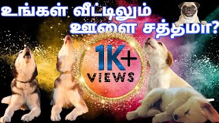 நாய்கள் ஏன் ஊளை இடுகின்றன?🐕|Myths About Dogs|Tamil|M.S Theory|M.S