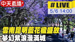 【中天直播#LIVE】雲南昆明藍花楹盛放 夢幻紫浪漫滿城 20230506 @全球大視野Global_Vision