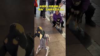 机器狗上街偶遇柴犬，“两狗”互相拜年，逗笑众人。